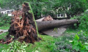 Uprooted tree from storm damage lying across a yard, showing why a property survey is important to confirm boundaries after severe weather